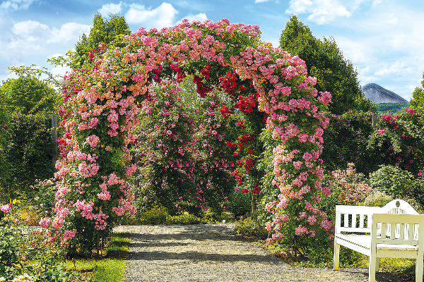 Bild 1 von Europa-Rosarium